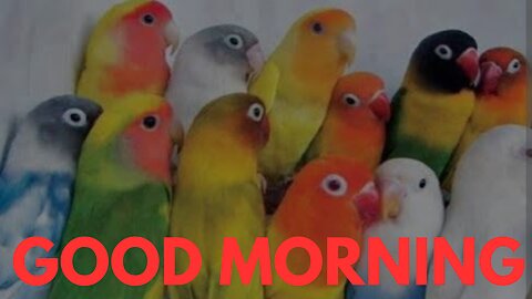 GOOD MORNING 🌄🌄🌞 FROM MY PETS MY LOVE BIRDS