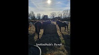 Round hay net vs. 3 hungry wild beasts!