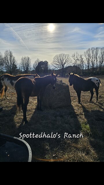 Round hay net vs. 3 hungry wild beasts!