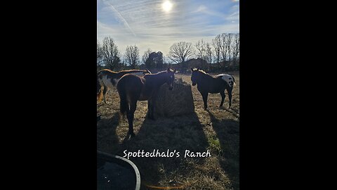 Round hay net vs. 3 hungry wild beasts!