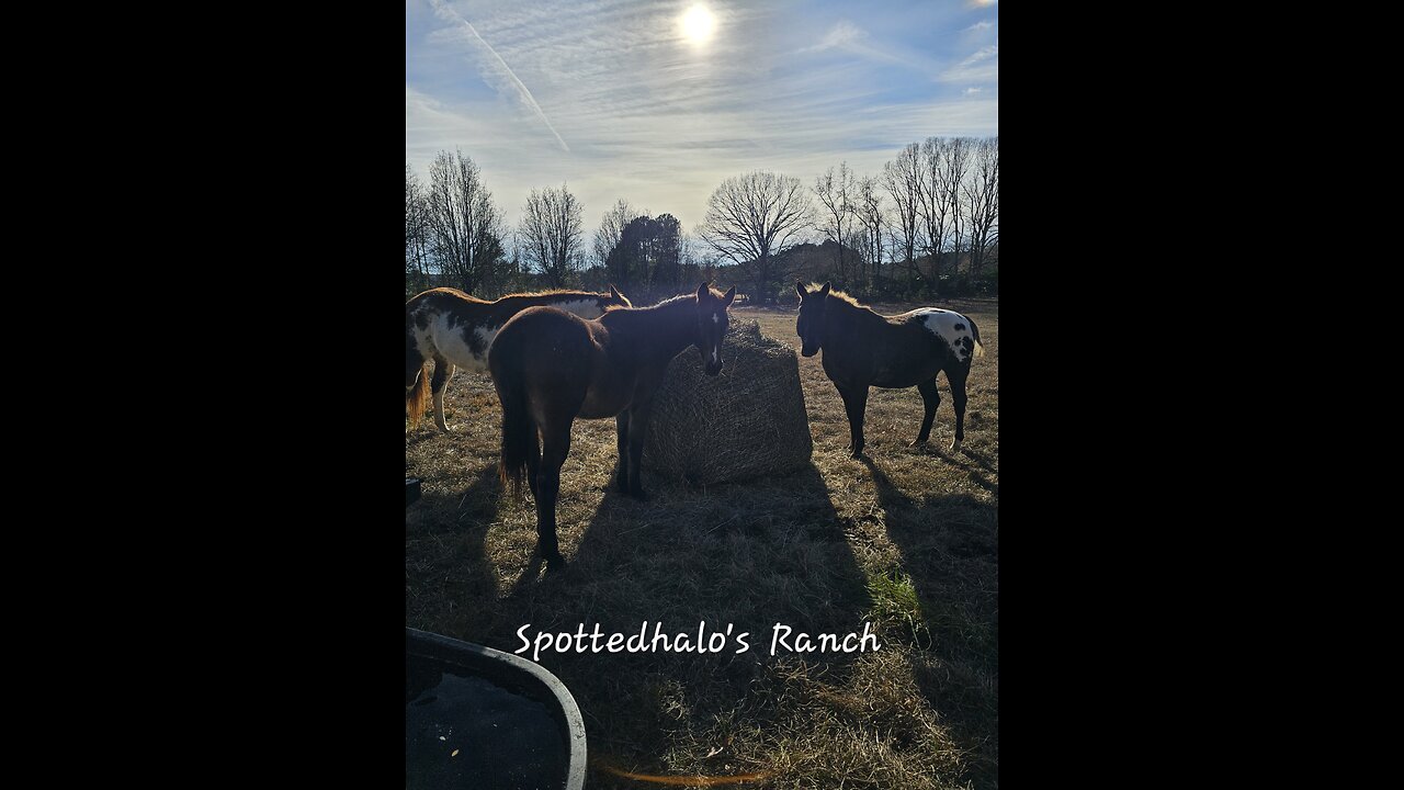 Round hay net vs. 3 hungry wild beasts!