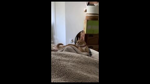 funny Cat's
