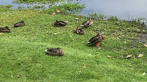 Mallard Ducks 🦆 August 10 2025