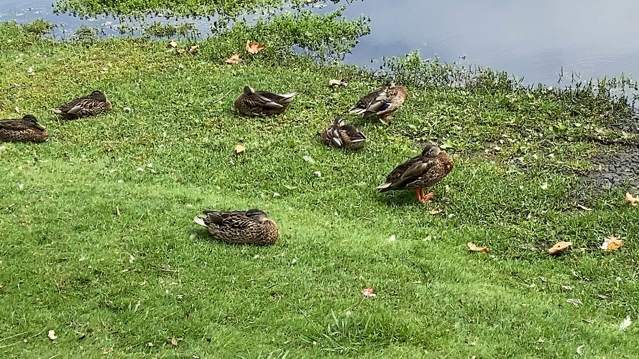 Mallard Ducks 🦆 August 10 2025