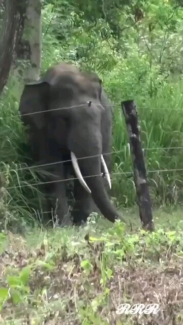 Love All Life Always #137 - Elephant Carefully Dismantles An Electric Fence. Smart Pachyderm!