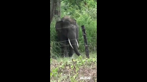 Love All Life Always #137 - Elephant Carefully Dismantles An Electric Fence. Smart Pachyderm!
