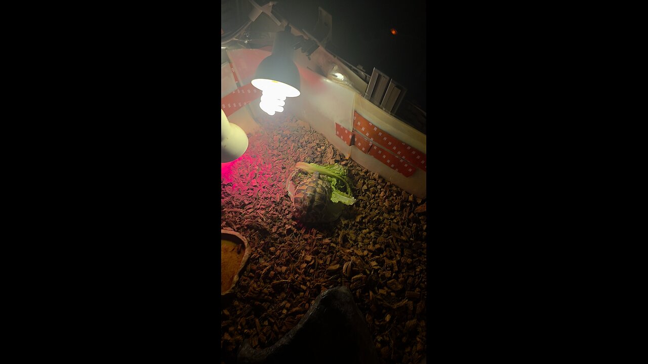 East hermann tortoise