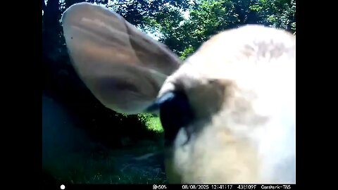 Deer Cam 08-08-2025 Fawn Gets Close Game Cam Trail Cam