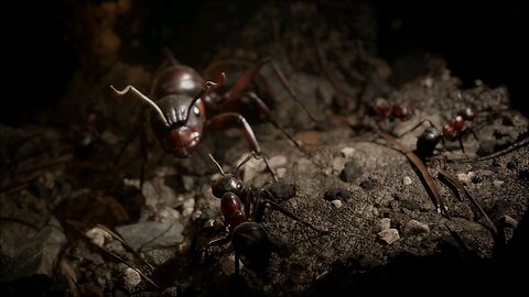 Empire of the Ants - Ant Nest Ambience