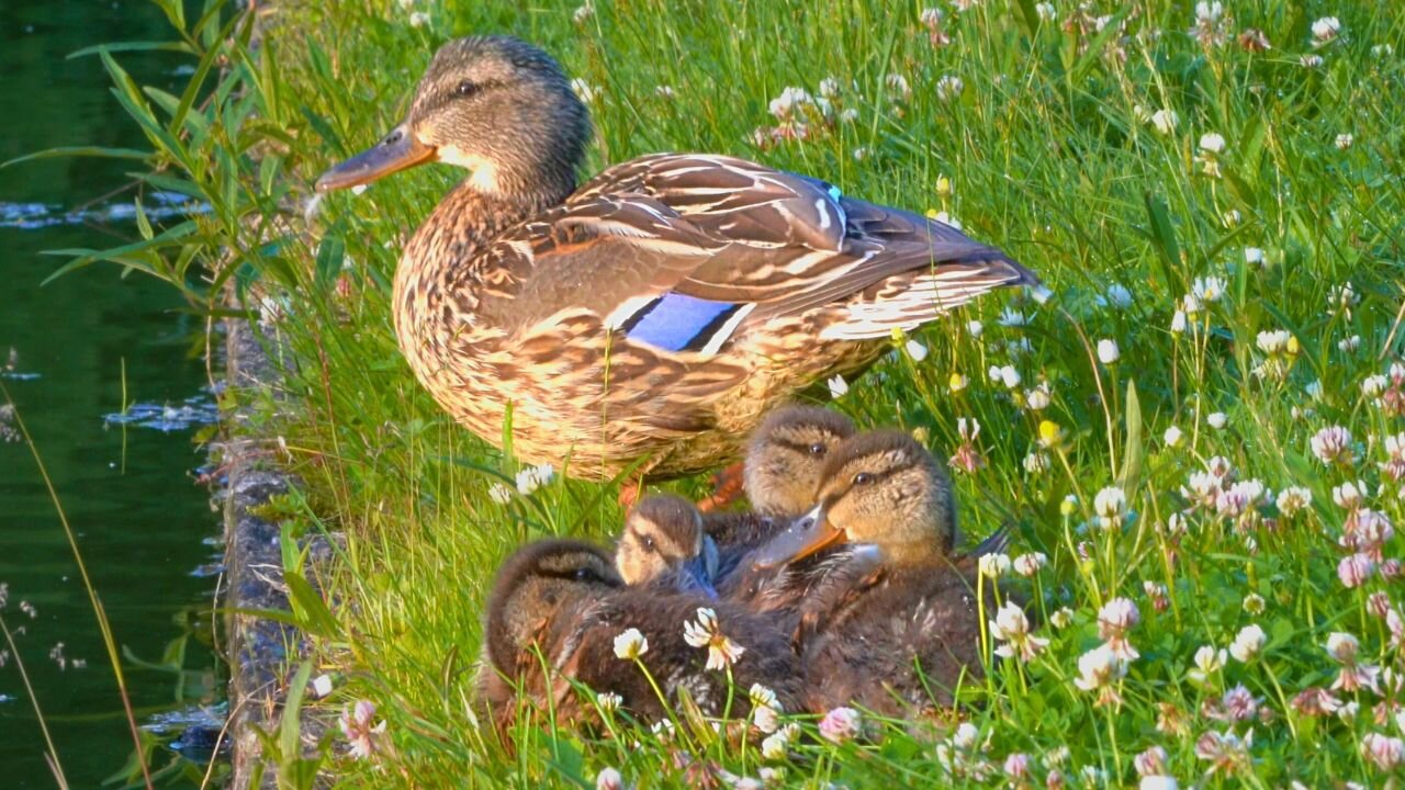 The 4 Ducklings Preparing for Nap Time