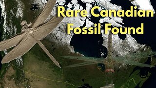 First Ever Dragonfly Fossil Found in Alberta, Canada!