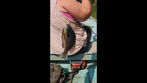 Big Bull Bream