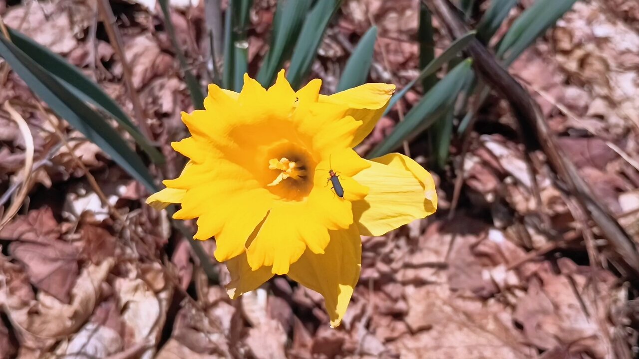 Daffodil