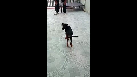 satisfying Video