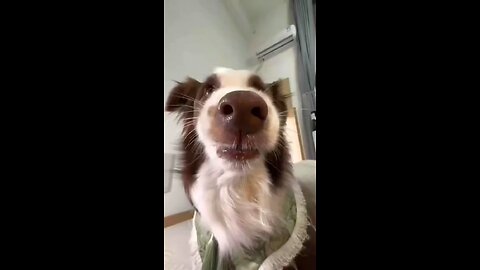 Funny Animals Brazzo 2