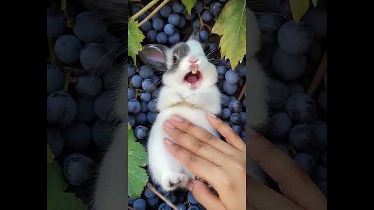 This Cute Little Rabbit 🐇 Loves to Laugh While Being Petted