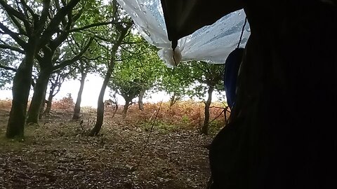 12, thunder , lightning, hiding, #2025 , @ashoffgrid , #woods