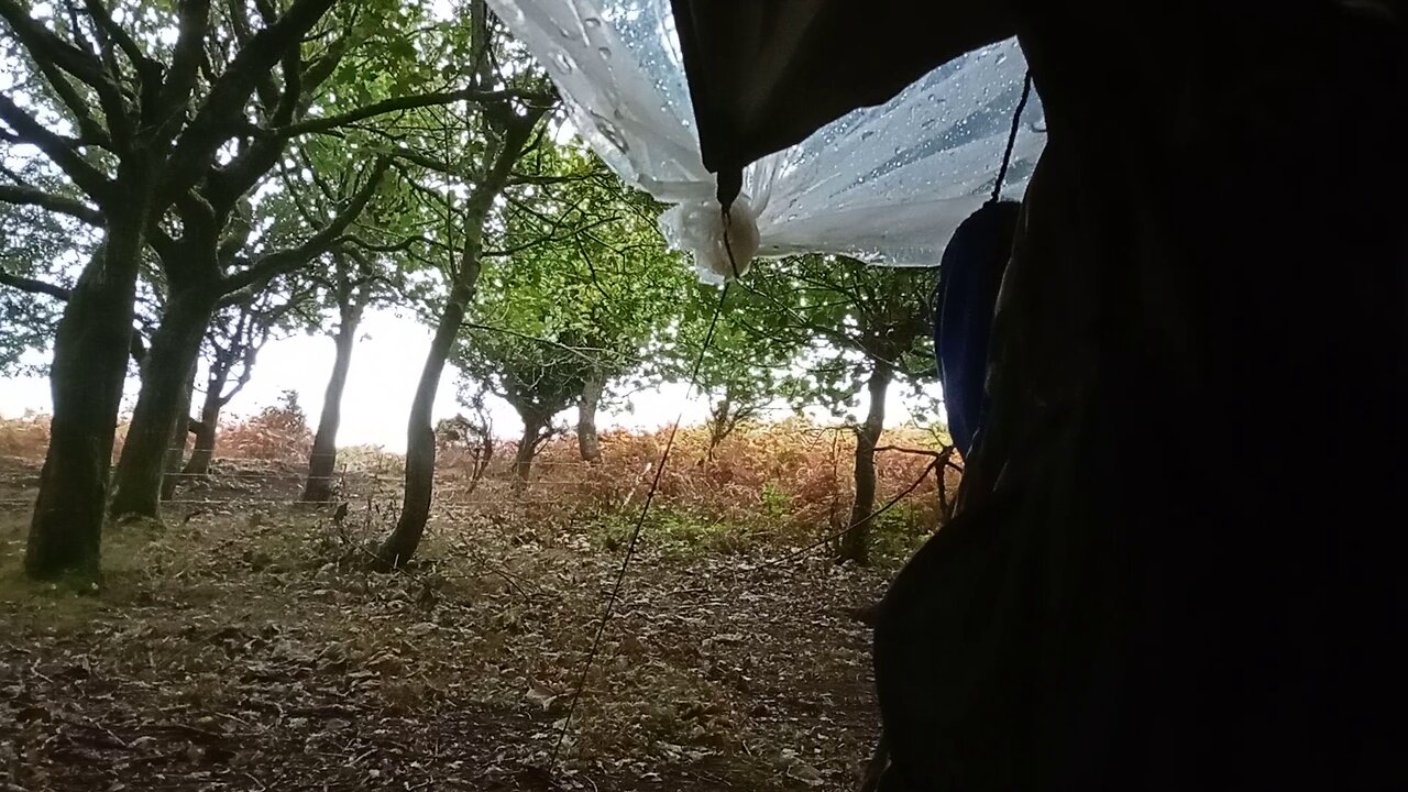 12, thunder , lightning, hiding, #2025 , @ashoffgrid , #woods