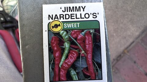 Jimmy Nardello Peppers