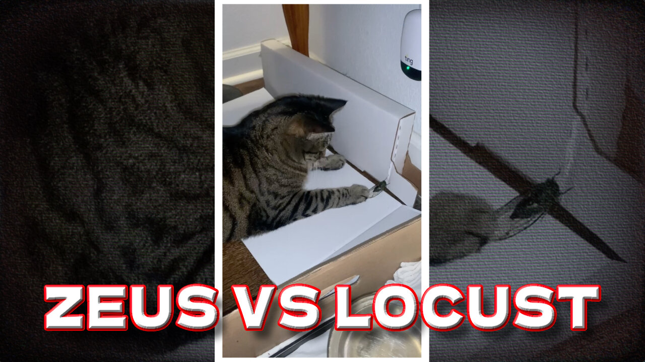 Zeus Vs Locust