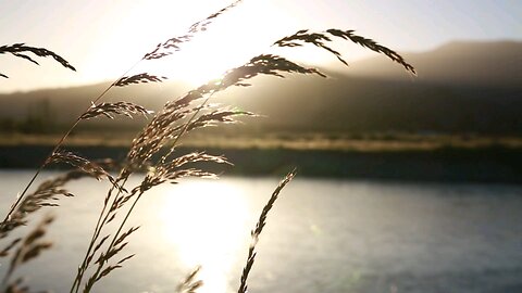 Blades Of Grass