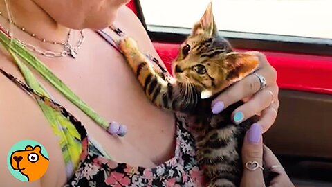 Meowing Kitten Was Saved From The Road. Now He’s Finally Home | Cuddle Buddies 