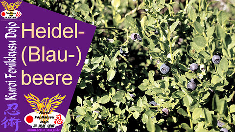 113 - Heidel(Blau)beere