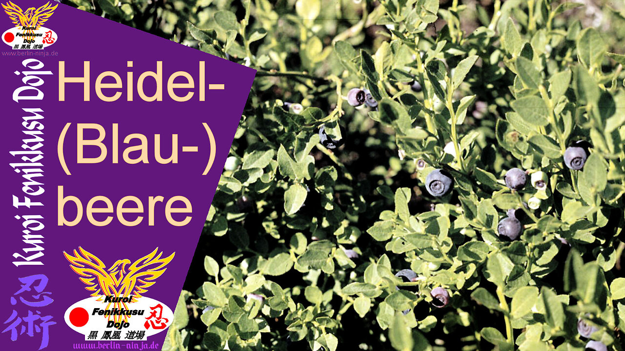 113 - Heidel(Blau)beere
