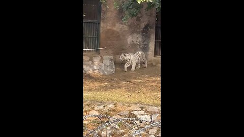BABY TIGER Attack on boy