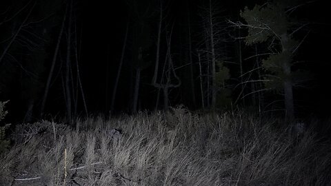 Cryptid Hunt in the Forest at 3:00am