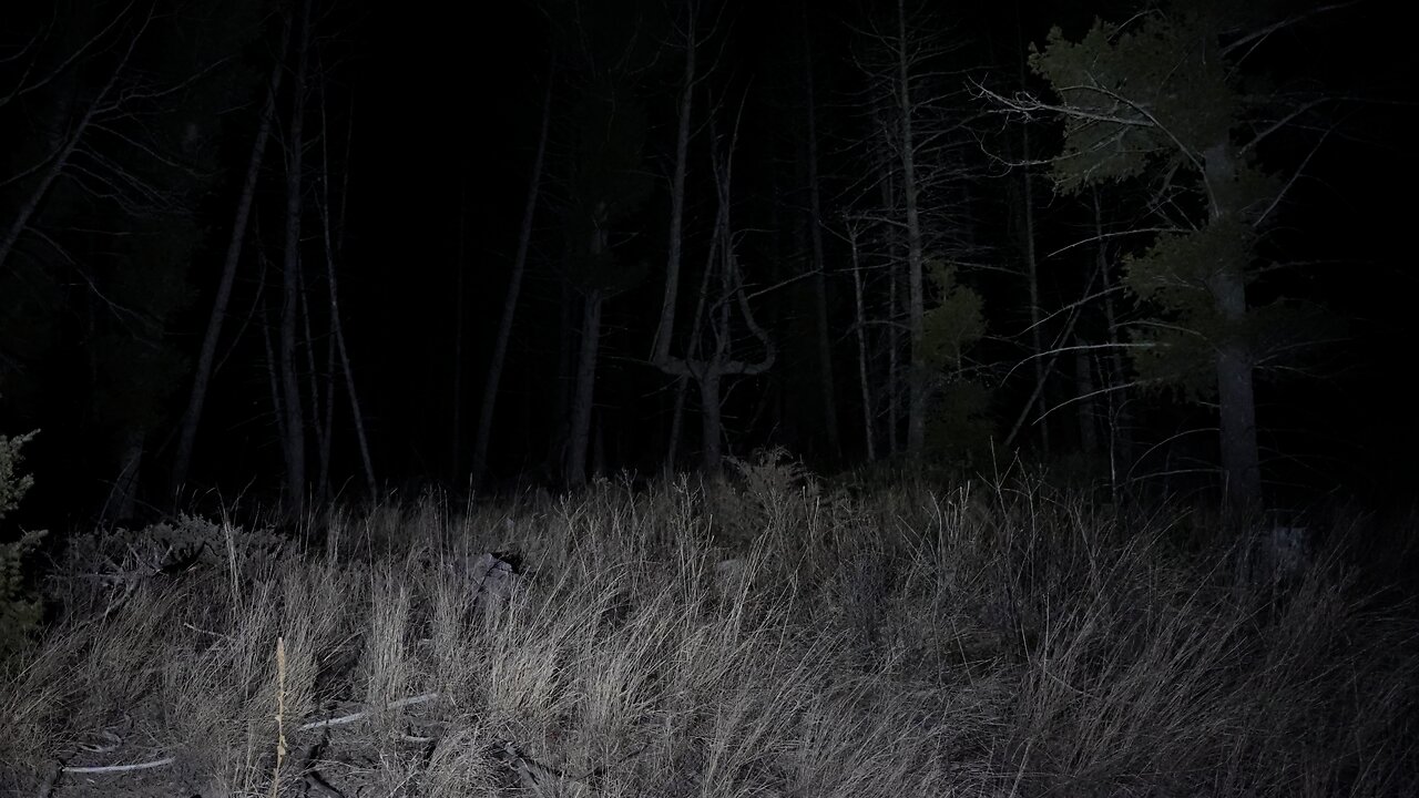Cryptid Hunt in the Forest at 3:00am