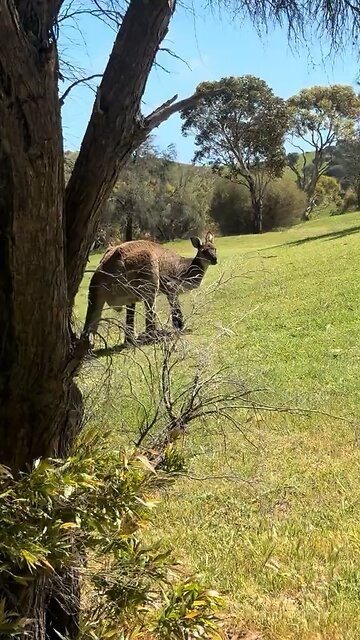 Big Australian kangaroo