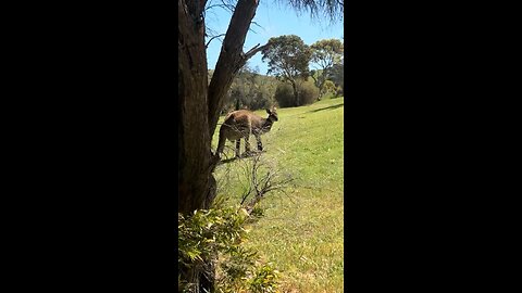 Big Australian kangaroo