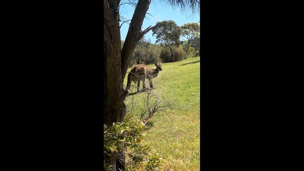 Big Australian kangaroo