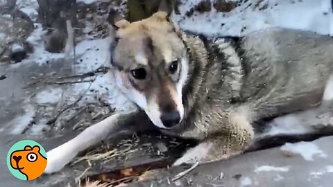Dog's Paw Trapped Between Wood Planks is Finally Free | Cuddle Buddies 