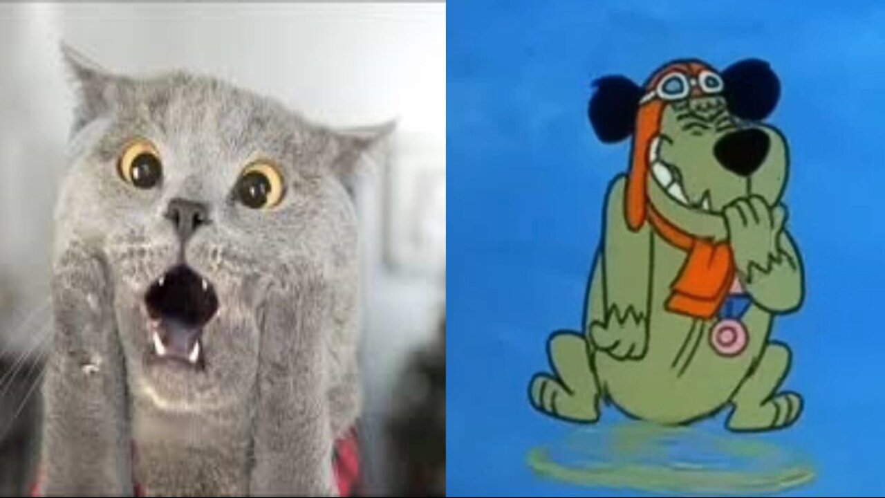 Epic Cat Fails Compilation — Hilarious Kitty Bloopers