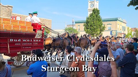 8/14/25 Budweiser Clydesdales in Sturgeon Bay
