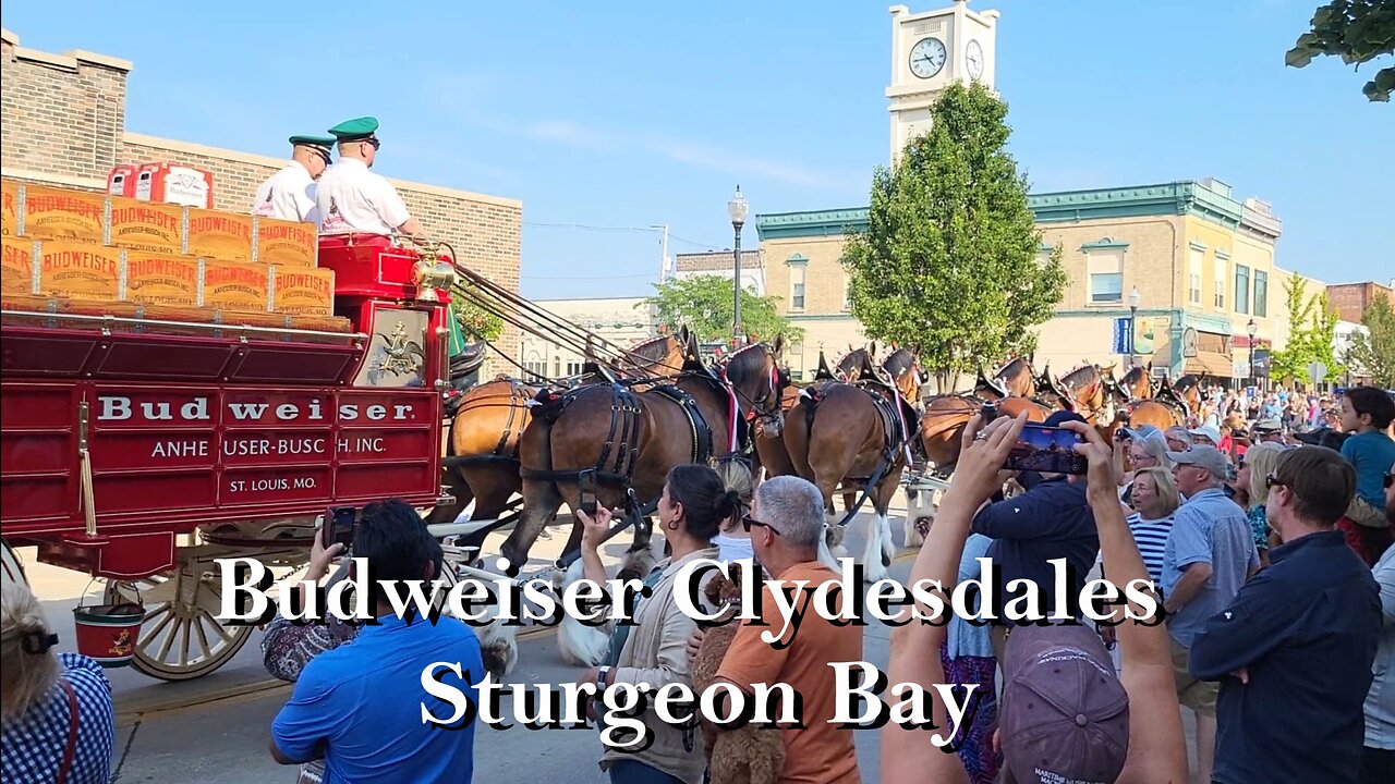 8/14/25 Budweiser Clydesdales in Sturgeon Bay