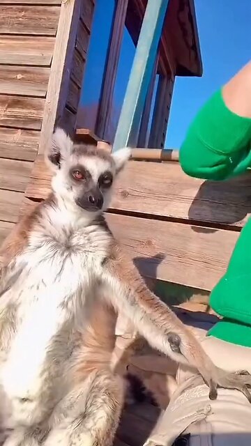 I like to move it move it