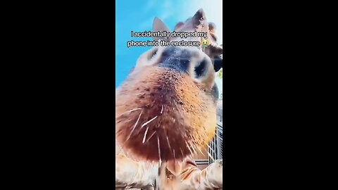 Accidentally dropped the phone into the Girrafe enclosure