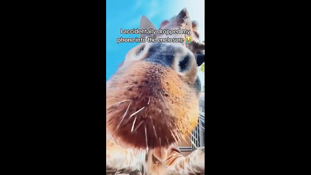 Accidentally dropped the phone into the Girrafe enclosure