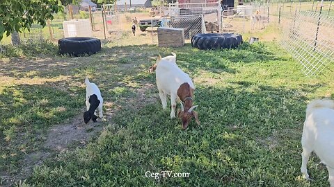 Graham Family Farm NW: 9:15 AM June 20 2025