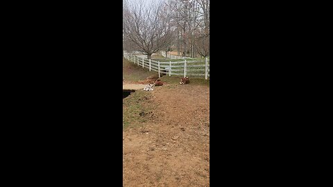 Shorthorn Plus calves 2025.