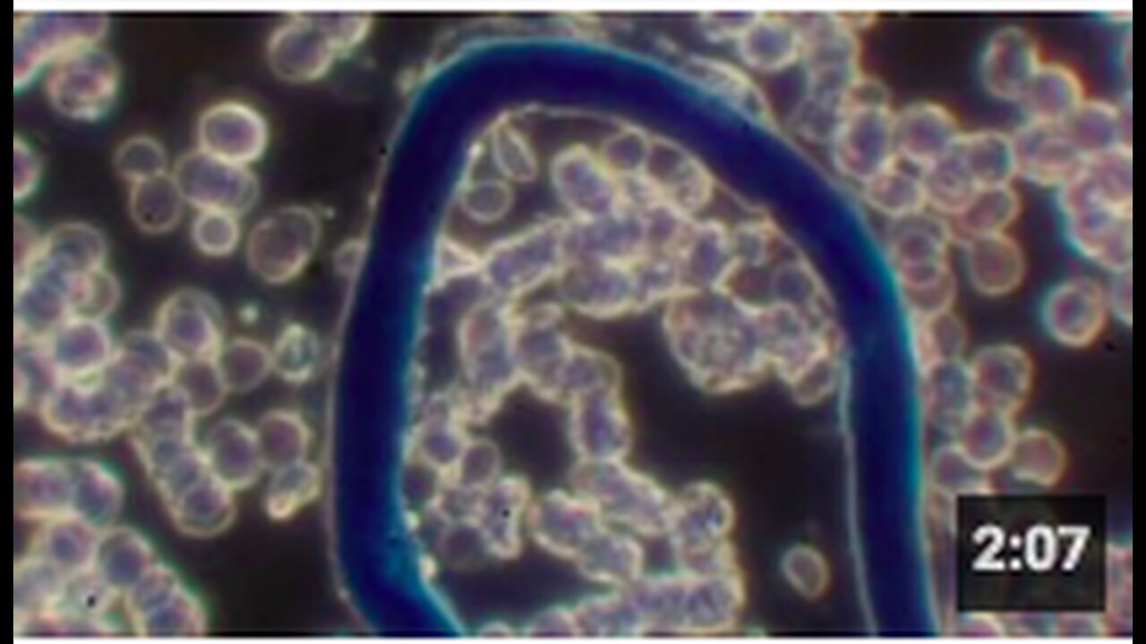 "New Phenomenon Observed in Injected Blood, Reports Indicate"