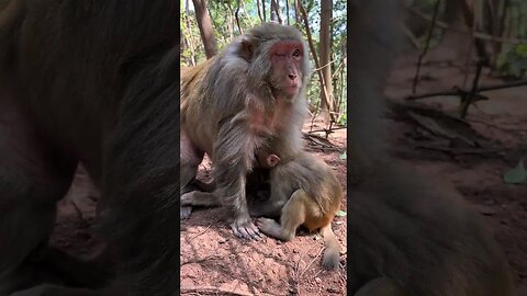 Blind girl little auspicious monkey