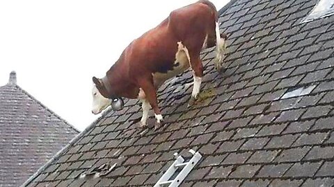 New Funny Animals 😂 Funniest Cats and Dogs Videos 😺🐶 Part 148