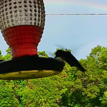 Hummingbird and a rainbow!