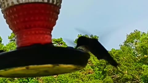 Hummingbird and a rainbow!