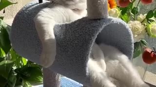 LOL, Super Funny Cute Cats Videos Best Moments of Cats Shorts 😺😂😂 -EPS594