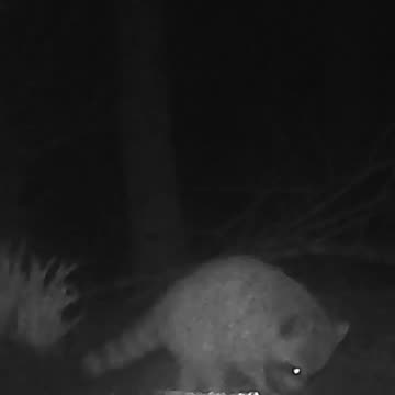 EA S157 - Relaxed Coon